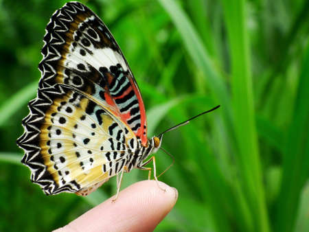 Butterfly on Handの写真素材