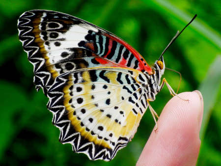 Butterfly on Handの写真素材