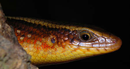 Iguanaの写真素材