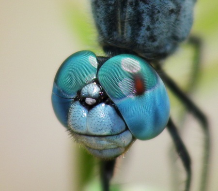Dragonfly close upの写真素材