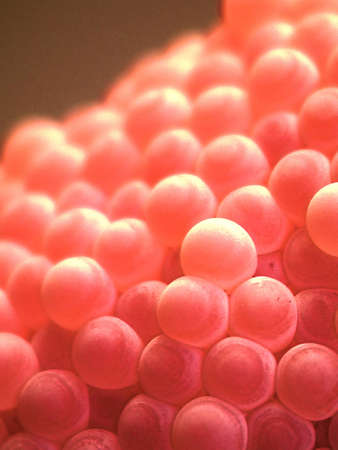 eggs of golden apple snailの写真素材