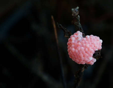 eggs of golden apple snailの写真素材
