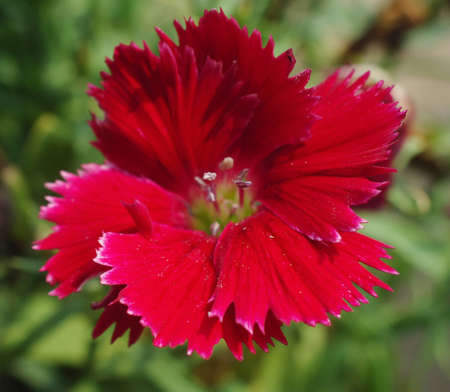 Dianthus chinensis  China Pink  is a species of Dianthus native to northern China, Korea, Mongolia, and southeastern Russiaの写真素材