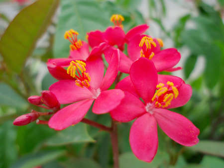 Spicy jatrophaの写真素材
