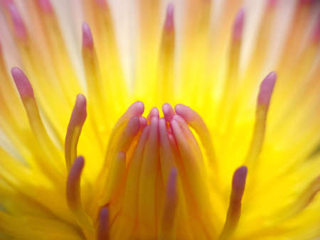  lotus flowerの写真素材