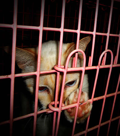 An orphaned kitten in a cage reaching out with a pawの写真素材