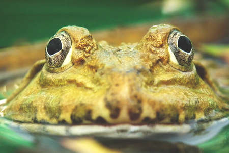 The Eye of the Frog
