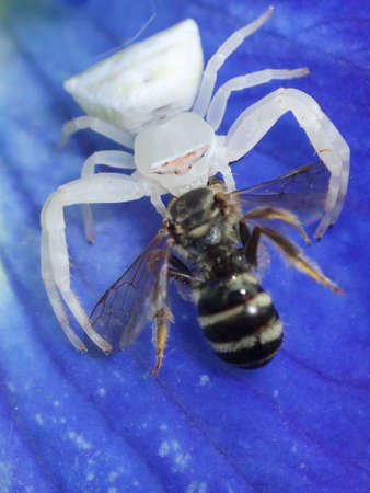 spider eating an bee              の写真素材