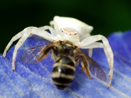 spider eating an beeの写真素材