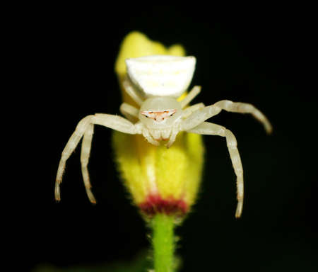 White spiderの写真素材