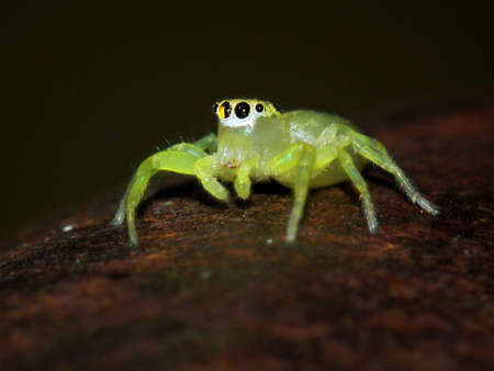 yellow spiderの写真素材