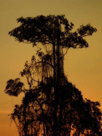 Branches of dead treeの写真素材