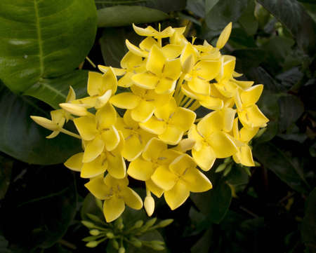 Ixora orange flowerの写真素材