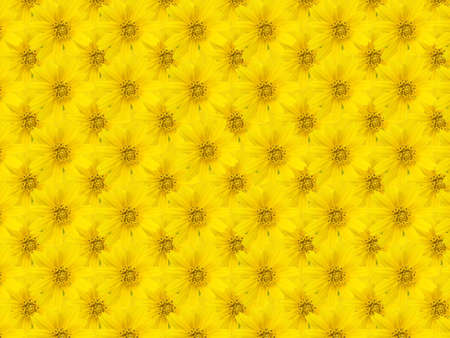 Beautiful yellow flower backgroundの写真素材