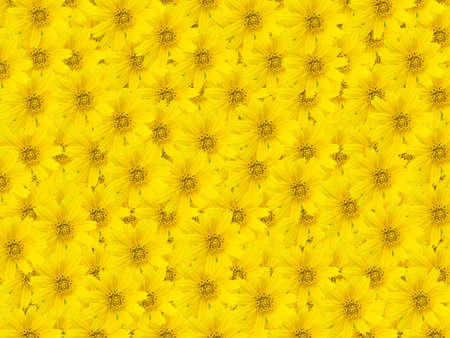 Beautiful yellow flower backgroundの写真素材