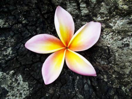 Pink Frangipani Plumeria flower
