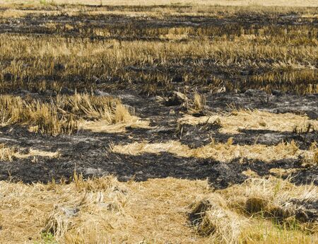 Straw was burned. Rice straw left over from the harvest was burnedの写真素材