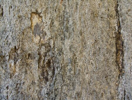exture shot of brown tree の写真素材