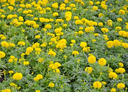 Creeping Wedelia field, little yellow star flowersの写真素材