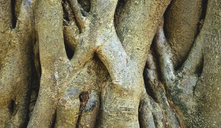 Close-up of parasite tree roots grown over a banyan tree at Ta Prohm temple, Angkor, Cambodia, infrared-monochrome image の写真素材