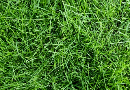 Close-up image of fresh spring green grassの写真素材
