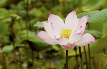 lotus flowerの写真素材