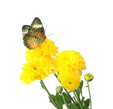 butterfly on flower isolated on white backgroundの写真素材