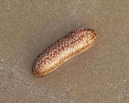Sea cucumbers in the sand