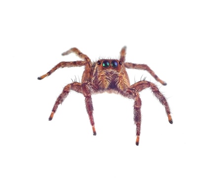Spider isolated on white background