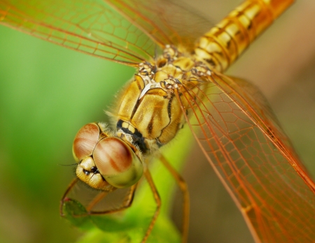 Dragonflyの写真素材