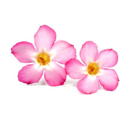 Floral background  Close up of Tropical flower Pink Adenium  Desert rose on isolated white background の写真素材
