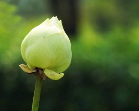 The lotus is national flower for Thailand,India,Kampuchea and Bengal  Lotus flower in Asia is a important culture symbolの写真素材