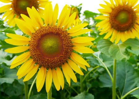 Sunflowerの写真素材