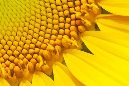 Sunflowerの写真素材