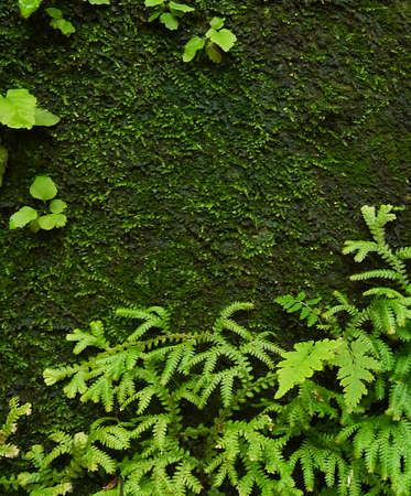 Background moss