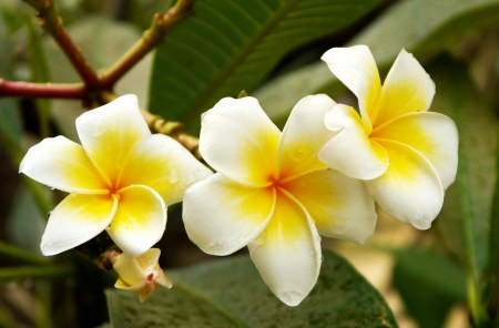 Frangipani flowers の写真素材