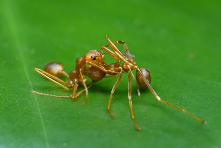 Ants fightの写真素材
