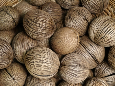 Othalanga - Suicide tree, Pong pong seedの写真素材