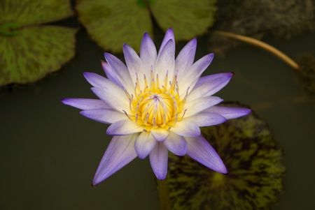 lotus flowerの写真素材