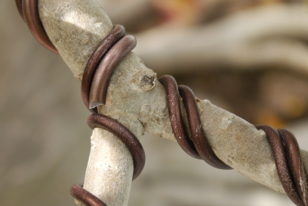   Bonsai tree Wrapped wireの写真素材