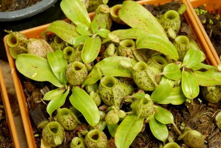 Nepenthes の写真素材