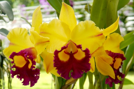 Cattleya orchidの写真素材