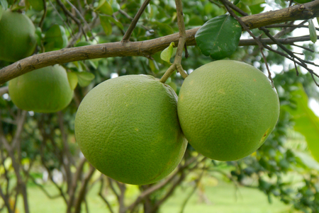 Pomelo tree. name is Taptim Siam of Thailand.の写真素材