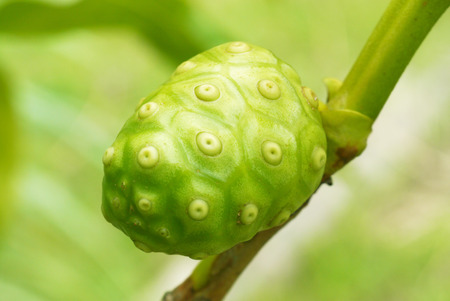 Noni fruitの写真素材