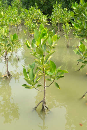 Mangrove tree,Thailandの写真素材