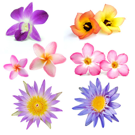 Tropical flowerの写真素材