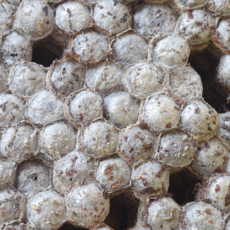 Wasps nestの写真素材