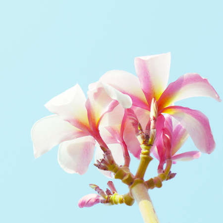 Frangipani flowers in old vintage retro styleの写真素材