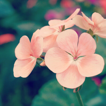 flower in garden with retro filter effectの写真素材