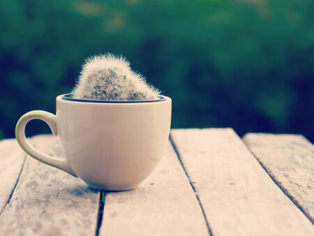  cactus old retro vintage styleの写真素材